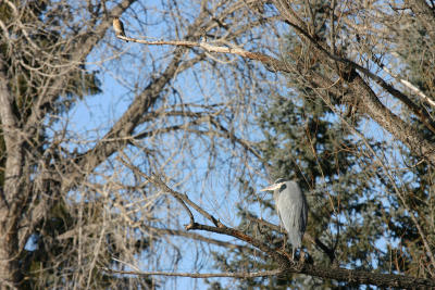 Great Blue Heron & American Kestrel