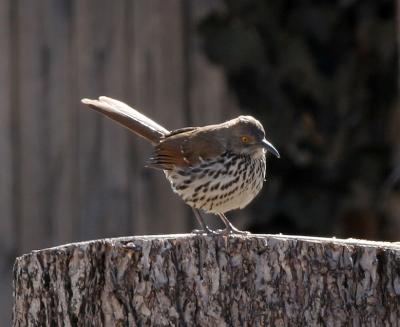 Long-billed Thrasher