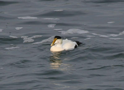 Common Eider