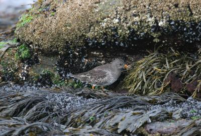 Purple Sandpiper