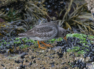Purple Sandpiper