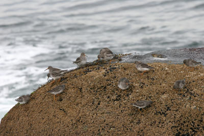 Purple Sandpipers