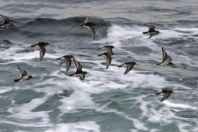 Purple Sandpipers