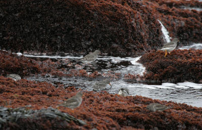 Purple Sandpipers