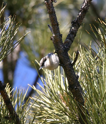 Pygmy Nuthatch