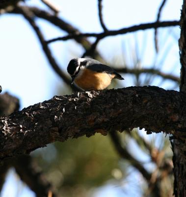 Red-breasted Nuthatch