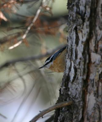 Red-breasted Nuthatch