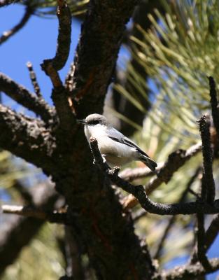 Pygmy Nuthatch
