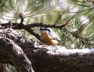 Red-breasted Nuthatch