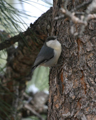 Pygmy Nuthatch