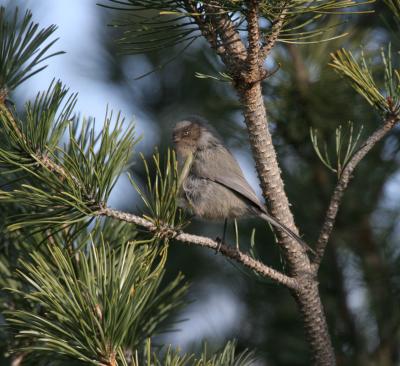 Bushtit