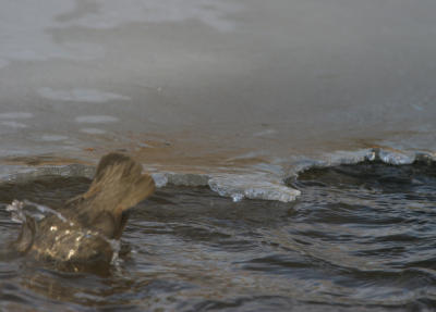 American Dipper