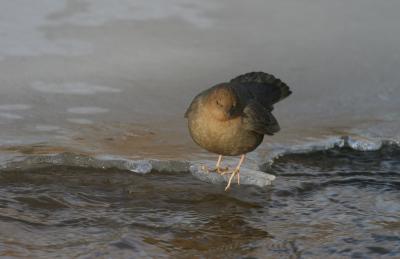 American Dipper