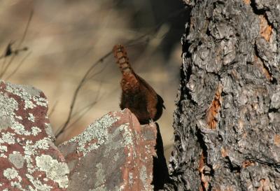 Canyon Wren