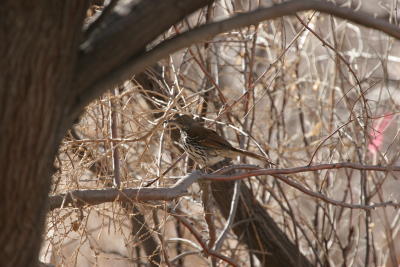 Long-billed Thrasher