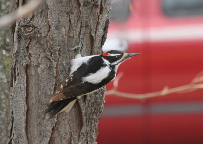 Hairy Woodpecker (male #1)