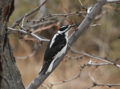 Hairy Woodpecker (male #2)