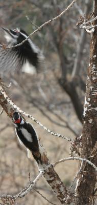 Hairy Woodpeckers