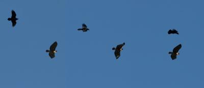 Common Raven/Red-tailed Hawk composite