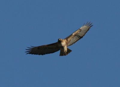 Red-tailed Hawk