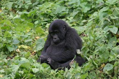 Mountain Gorilla