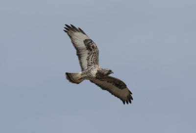 Rough-legged Hawk