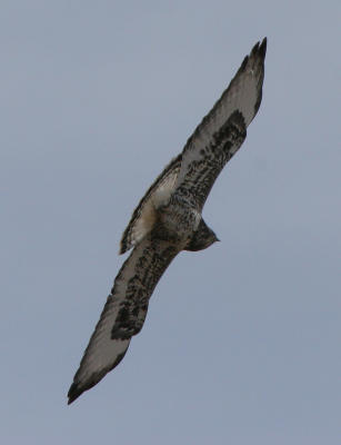 Rough-legged Hawk