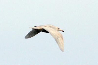 Glaucous Gull