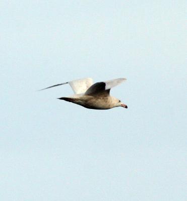 Glaucous Gull