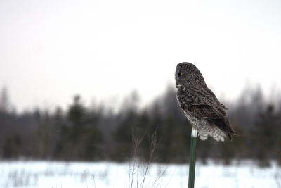 Great Gray Owl