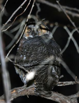 Long-eared Owl