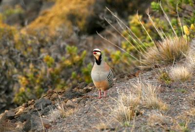 Chukar