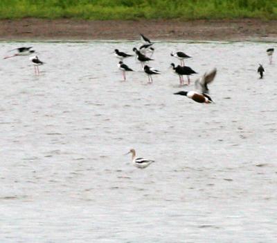 American Avocet