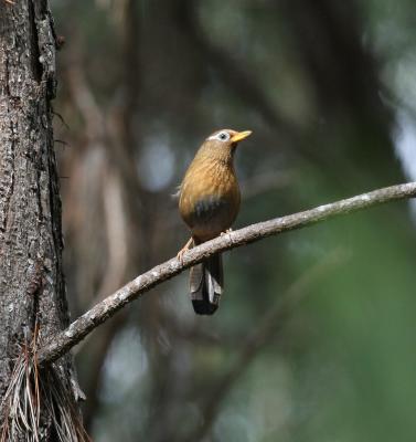 Hwamei (Melodious Laughingthrush)