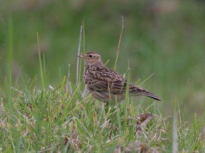 Eurasian Skylark