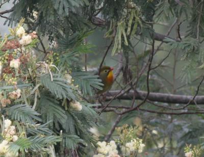 Red-billed Leiothrix