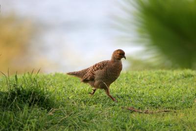 Gray Francolin