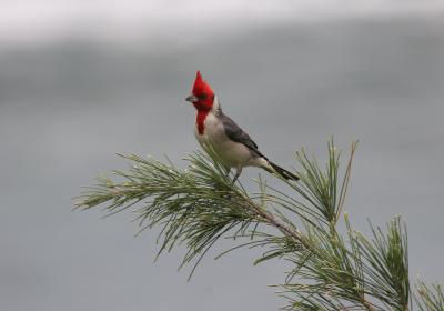 Red-crested Cardinal