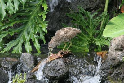 Black-crowned Night-Heron