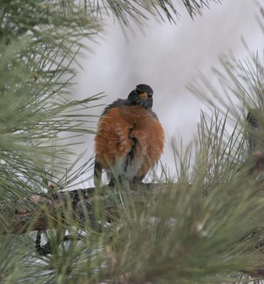 American Robin