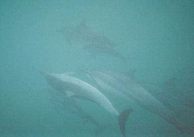 Spinner Dolphins (with calf)