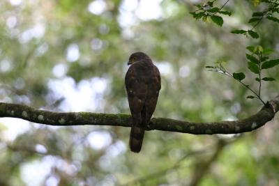 African Goshawk