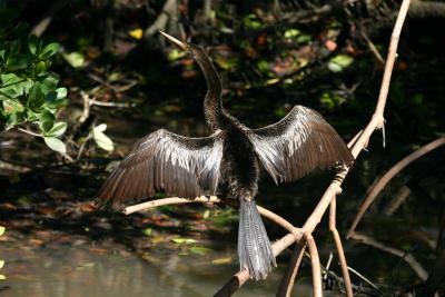 Anhinga