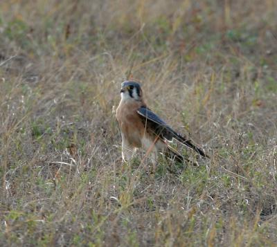 American Kestrel