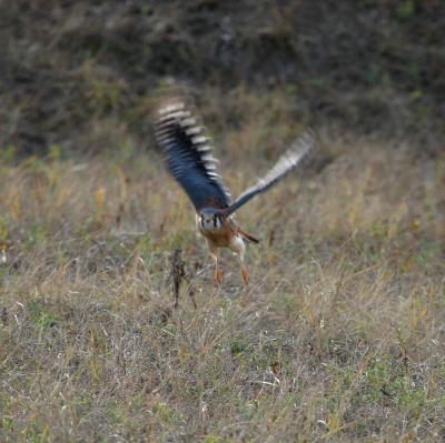 American Kestrel
