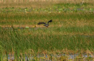 Snail Kite