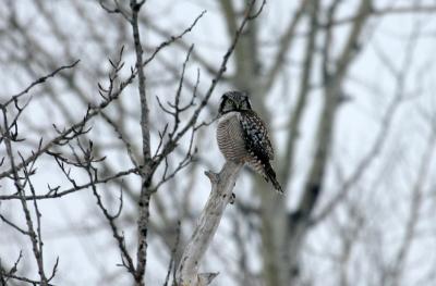 Northern Hawk Owl