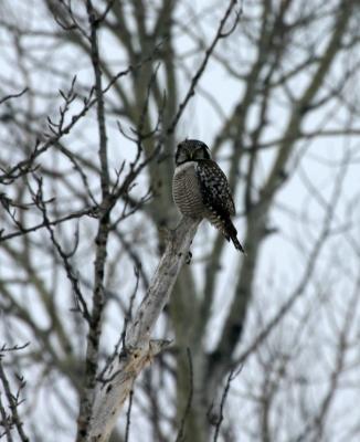 Northern Hawk Owl