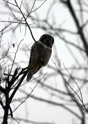 Northern Hawk Owl