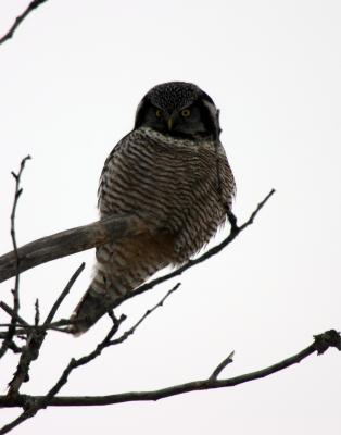 Northern Hawk Owl
